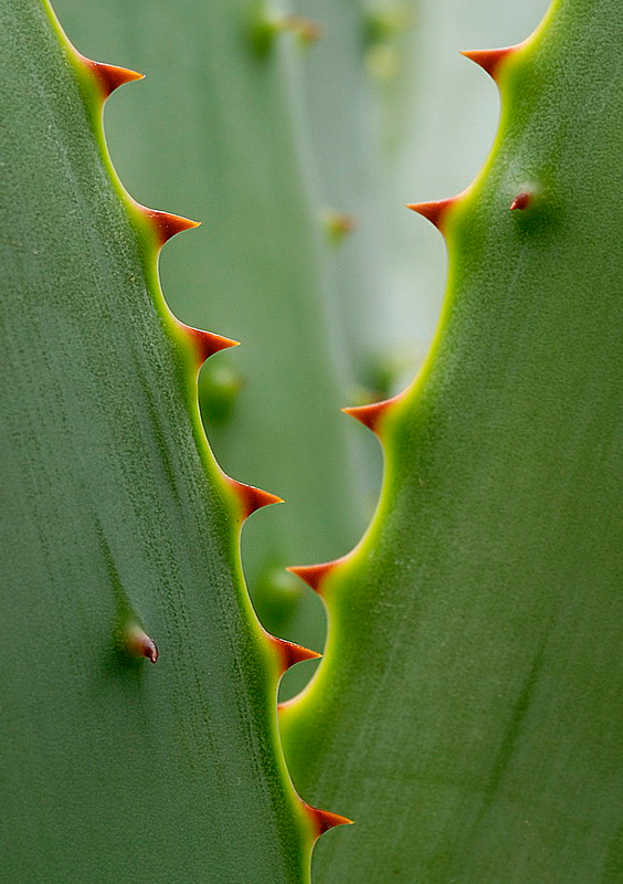 Blatt Kaktus_DDB2471_Bildgröße ändern.jpg - Botanischer Garten Bochum
